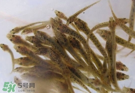 泥鰍吃什么？泥鰍吃什么食物