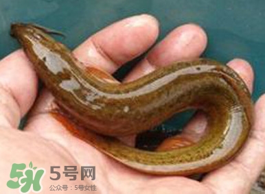 泥鰍是魚(yú)嗎？泥鰍是海鮮嗎