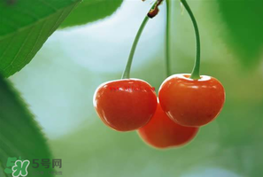吃櫻桃會醉嗎？櫻桃吃多了會醉嗎？