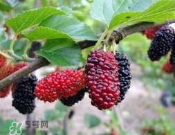 覆盆子是桑葚嗎？覆盆子和桑葚的區(qū)別