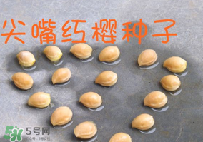 櫻桃籽怎么種小盆栽？櫻桃籽可以種植嗎？