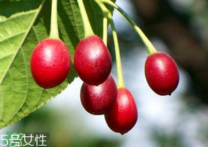 櫻桃籽有毒嗎？櫻桃籽能吃嗎？