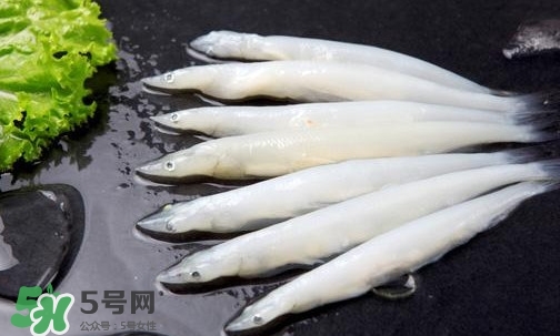 銀魚是面條魚嗎？面條魚和銀魚的區(qū)別
