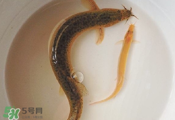 怎么處理泥鰍？泥鰍怎么處理干凈