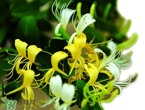 金銀花什么時候采摘最好？金銀花幾月份采摘？