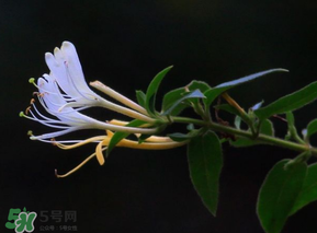 金銀花不能和什么一起吃？金銀花和什么相克？