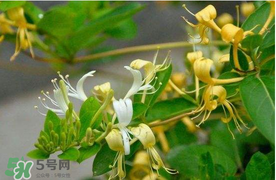 金銀花不能和什么一起吃？金銀花和什么相克？