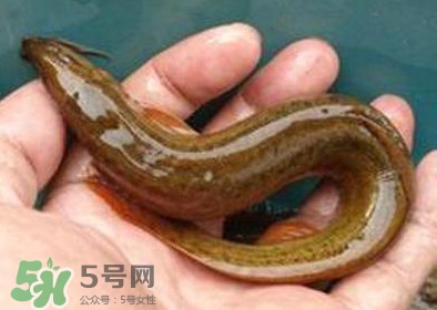 泥鰍死了多久不能吃？泥鰍死了怎么處理