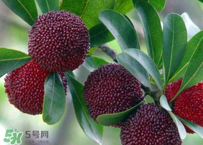 楊梅為什么有蟲子？楊梅有蟲能吃嗎？