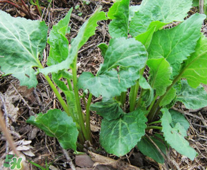 大耳毛野菜怎么吃？大耳毛野菜的做法