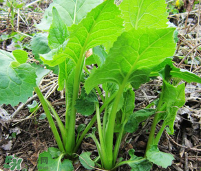 大耳毛野菜怎么吃？大耳毛野菜的做法