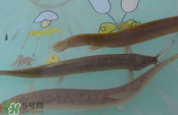 泥鰍有幾種？泥鰍品種大全