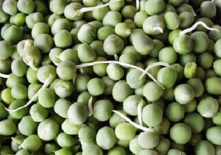 新鮮豌豆發(fā)芽了能吃嗎？豌豆發(fā)芽了還能吃嗎？