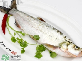 白條魚(yú)怎么釣？如何釣白條魚(yú)技巧