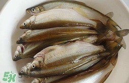 白條魚(yú)怎么釣？如何釣白條魚(yú)技巧