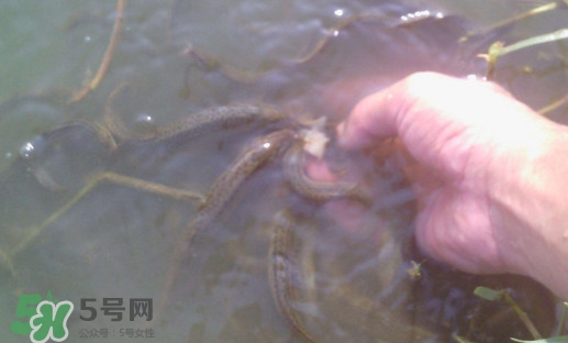 泥鰍有寄生蟲嗎？泥鰍有沒有寄生蟲