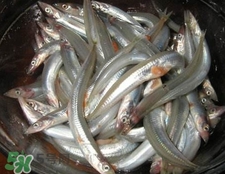 面條魚有什么營養(yǎng)？面條魚營養(yǎng)價值