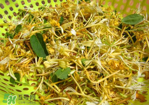 剛摘的金銀花能泡水喝嗎？剛摘的金銀花怎么處理？