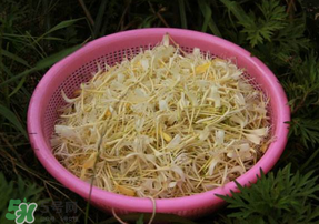 剛摘的金銀花能泡水喝嗎？剛摘的金銀花怎么處理？