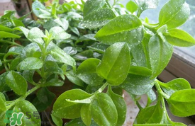 哪些人不可以吃救心菜？什么人不能吃救心菜？