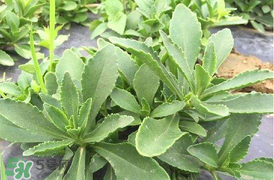 哪些人不可以吃救心菜？什么人不能吃救心菜？