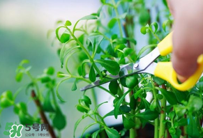 救心菜苦不苦？救心菜怎么吃不苦？