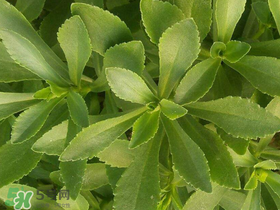 救心菜有毒嗎？救心菜怎么吃沒(méi)毒？