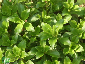 救心菜怎么種植？救心菜什么時候種？