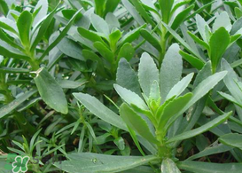 救心菜怎么種植？救心菜什么時候種？