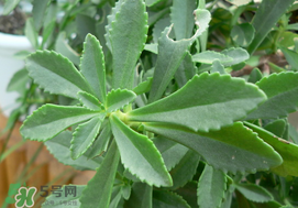 救心菜怎么種植？救心菜什么時候種？
