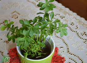 救心菜可以泡茶喝嗎？救心菜能泡水喝嗎？