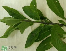 救心菜可以泡茶喝嗎？救心菜能泡水喝嗎？