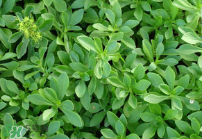 救心菜是三七嗎？救心菜和三七區(qū)別