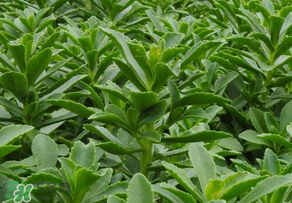 救心菜是三七嗎？救心菜和三七區(qū)別