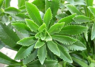 救心菜是三七嗎？救心菜和三七區(qū)別