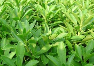 養(yǎng)心菜和救心菜一樣嗎？養(yǎng)心菜和救心菜的區(qū)別