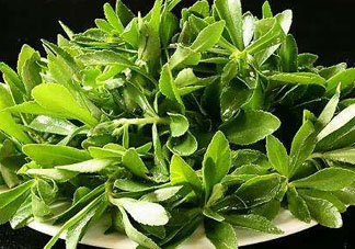救心菜苦不苦？救心菜怎么吃不苦？