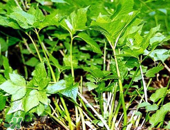 大葉芹怎么吃？大葉芹的做法？