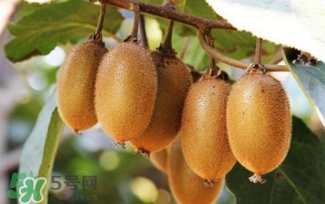 獼猴桃是什么季節(jié)的水果？獼猴桃什么時(shí)候吃最好