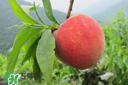 水蜜桃什么時候熟？水蜜桃成熟時間