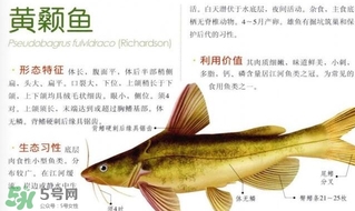 黃顙魚不能和什么一起吃？黃顙魚不能與什么同吃？