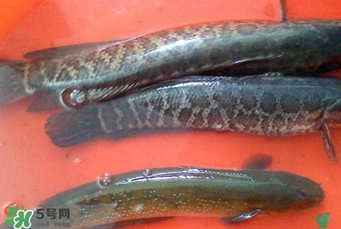 黑魚是什么魚？黑魚是鯰魚嗎
