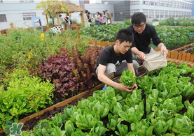 六月份種什么蔬菜？六月份可以種什么蔬菜？
