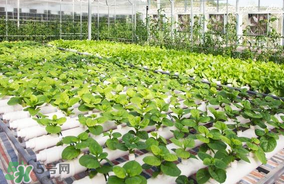 六月份種什么蔬菜？六月份可以種什么蔬菜？