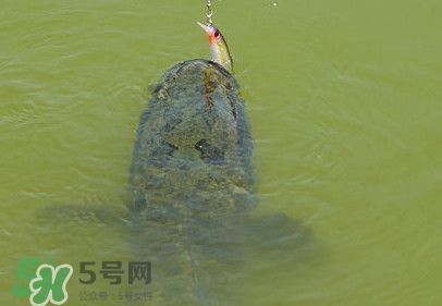 黑魚怎么抓？怎么捕捉黑魚