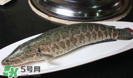 黑魚能和山藥一起吃嗎？山藥能和黑魚一起燉嗎