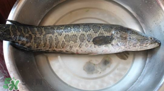 黑魚能和蘿卜一起吃嗎？黑魚能和胡蘿卜同食嗎