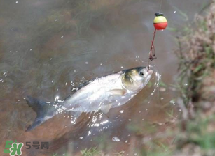 五月份能釣鰱魚嗎？五月份釣什么魚？