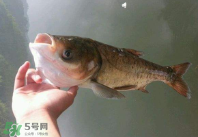 五月份能釣鰱魚嗎？五月份釣什么魚？
