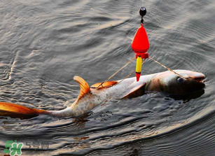 五月份能釣鰱魚嗎？五月份釣什么魚？